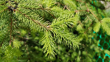 Christmas Fir tree brunch textured Background. Fluffy pine tree brunch close up. Green spruce