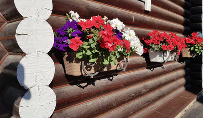 Fototapeta na wymiar Summer flowers in pots on a wooden wall