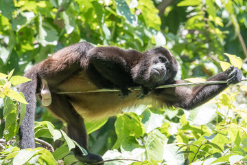 howler monkey on a rope