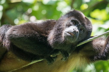 howler monkey on a rope