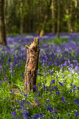 Bluebell flowers (Hyacinthoides non-scripta) growing in shaded forest in Spring, United Kingdom