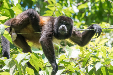 howler monkey on a rope