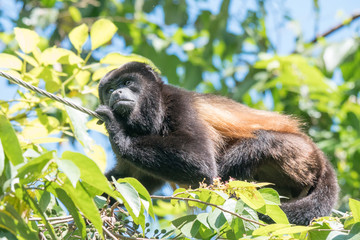 howler monkey on a rope