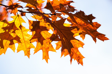 Colourful tree leaves in Autumn, United Kingdom © James