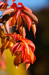 Colourful tree leaves in Autumn, United Kingdom