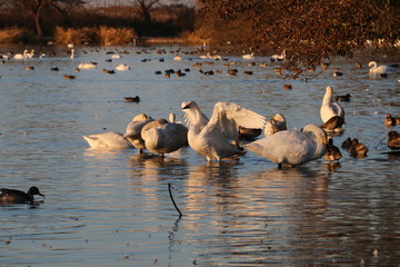 flock of swan swimming in pond