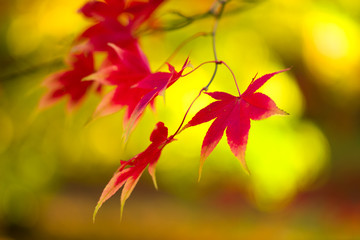 Japanese Maple (Acer palmatum) in Autumn colours, United Kingdom