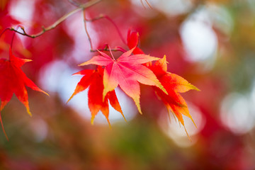 Japanese Maple (Acer palmatum) in Autumn colours, United Kingdom