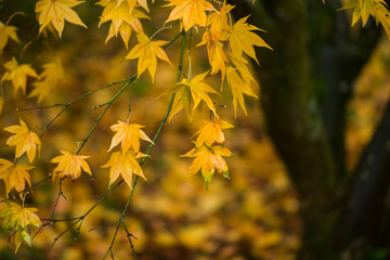 Japanese Maple (Acer palmatum) in Autumn colours, United Kingdom