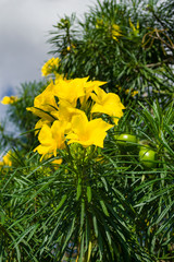 Bright yellow flowers and green fruit of the Cascabela thevetia or Thevetia peruviana tree, Kenya,...