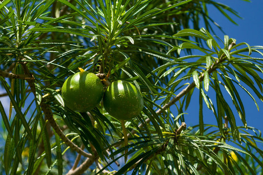 Round green fruit of the Cascabela thevetia or Thevetia peruviana tree, Kenya, East Africa