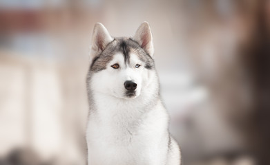 Siberian husky portrait