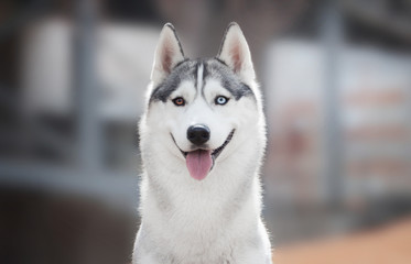 Siberian husky portrait