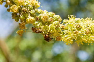 Honey bee mimic or Band-eyed drone fly (Eristalinus Taeniops) feeding on nectar from a flower,...