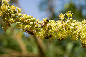 Honey bee mimic or Band-eyed drone fly (Eristalinus Taeniops) feeding on nectar from a flower, Nairobi, Kenya, East Africa