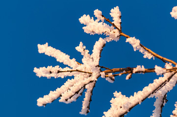 Hoar frost on tree branch on a sunny and cold Winter day, United Kingdom