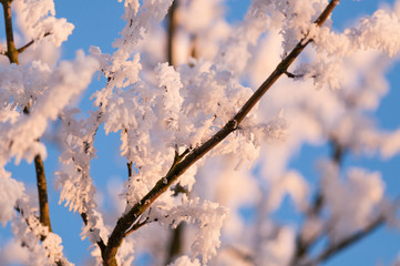Hoar frost on tree branch on a sunny and cold Winter day, United Kingdom