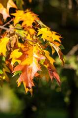 Tree leaves in Autumn colours on a sunny day, United Kingdom