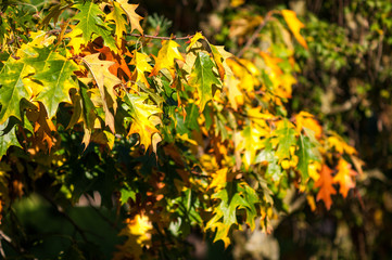 Tree leaves in Autumn colours on a sunny day, United Kingdom