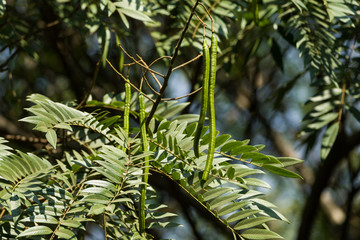 Fototapeta na wymiar Spectacular Cassia (Senna Spectabilis) Seed Pods On Branch Of Tree