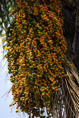 Yellow Palm Tree Fruit Seeds (Phoenix reclinata), Kenya