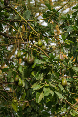 Avocado Tree (Persea Americana) With Fruit