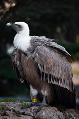 Close-up of the griffon vulture, head and huge beak.