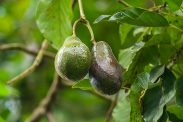 Avocado Tree (Persea Americana) With Fruit