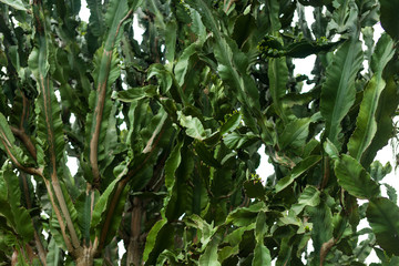 Candelabra tree (Euphorbia candelabrum) branches, Nairobi, Kenya