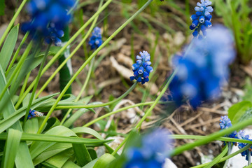 Hyacinth mouse, beautiful blue flower