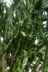 Candelabra tree (Euphorbia candelabrum) branches, Nairobi, Kenya