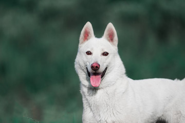 Obraz premium West Siberian Like White dog