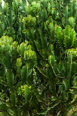 Candelabra tree (Euphorbia candelabrum) branches, Nairobi, Kenya