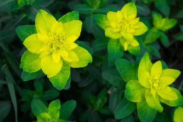 Euphorbia, a beautiful yellow flower