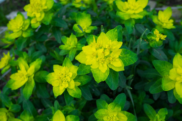 Euphorbia, a beautiful yellow flower