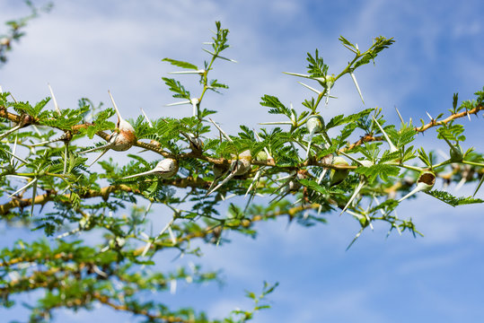Detail of Acacia seyal tree branch with thorns and leaves, Western Kenya, East Africa