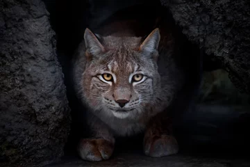 Foto op Canvas blik lynx. © Mikhail Semenov