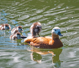duck with ducklings in the water
