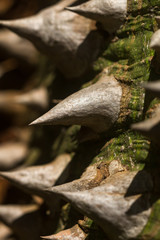 Detail of the Ceiba chodatii or floss silk tree showing woody conical spines along the trunk, Kenya, East Africa