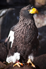 A bald eagle with a yellow beak sits on a stone.