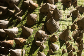 Detail of the Ceiba chodatii or floss silk tree showing woody conical spines along the trunk, Kenya, East Africa