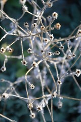 Dried flowerheads with seeds in the fall. Top view of seedheads