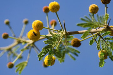 Acacia nilotica, Vachellia nilotica or gum arabic tree detail of leaves and yellow round flowers, Kenya, East Africa