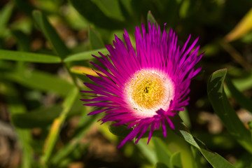 Detail of Carpobrotus rossii or karkalla or pig face flower, Kenya, East Africa