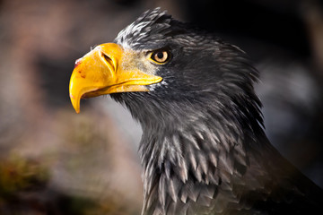 The head of an eagle with a beak in the blood of freshly eaten prey