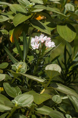 Nerium oleander plant showing flowers and leaves, Kenya, East Africa