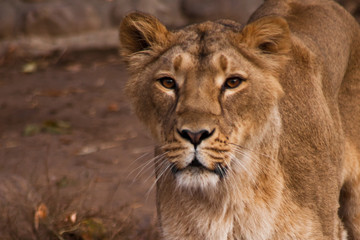 Obraz na płótnie Canvas look of a predator is a lioness with clear eyes.