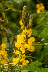 Senna didymobotrya or African senna plant showing flowers, Kenya, East Africa
