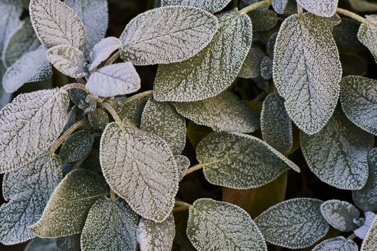 Hoar frost covered frozen turkish sage leaves, phlomis russeliana, with many ice crystals in a garden in winter.