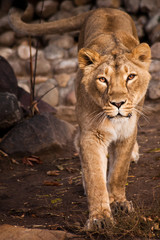 Obraz na płótnie Canvas look of a predator is a lioness with clear eyes.